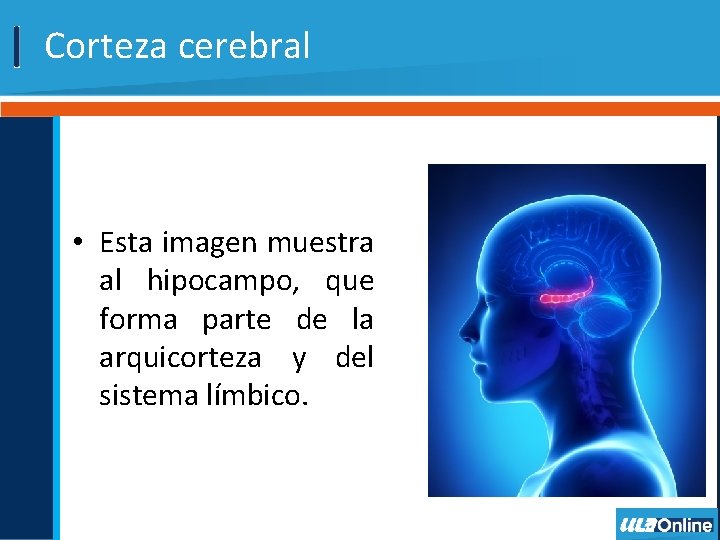 Corteza cerebral • Esta imagen muestra al hipocampo, que forma parte de la arquicorteza