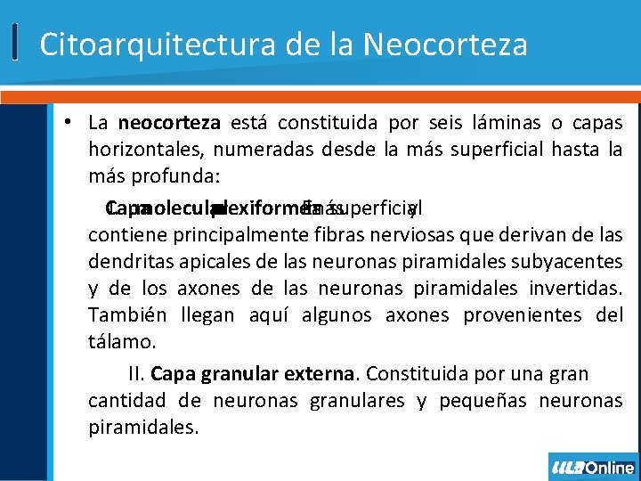 Citoarquitectura de la Neocorteza • La neocorteza está constituida por seis láminas o capas