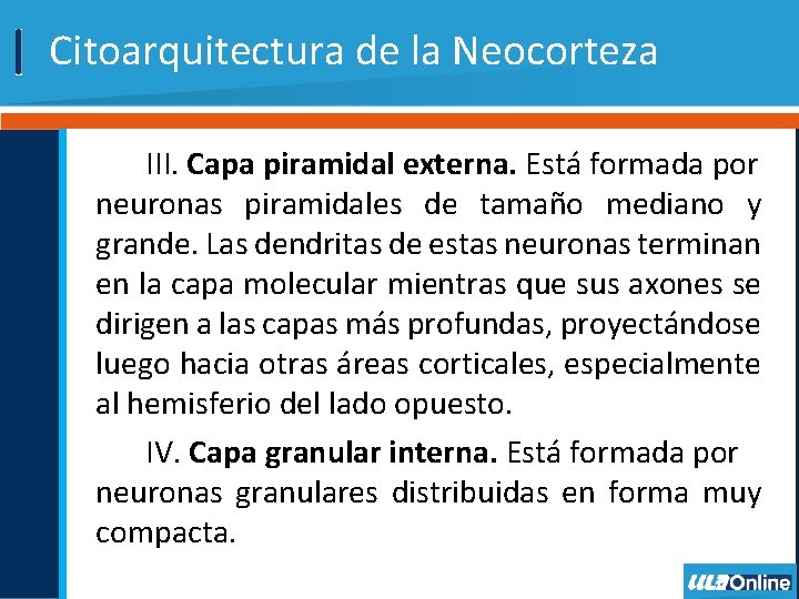 Citoarquitectura de la Neocorteza III. Capa piramidal externa. Está formada por neuronas piramidales de