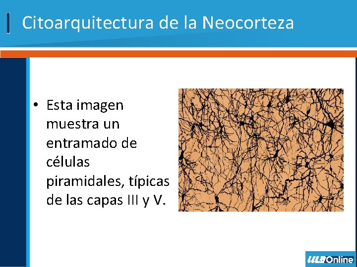 Citoarquitectura de la Neocorteza • Esta imagen muestra un entramado de células piramidales, típicas