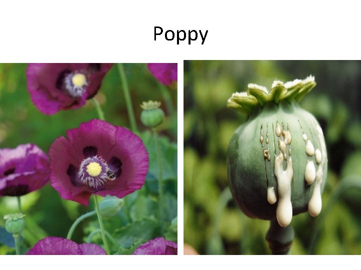 Poppy 