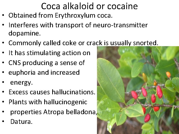 Coca alkaloid or cocaine • Obtained from Erythroxylum coca. • Interferes with transport of