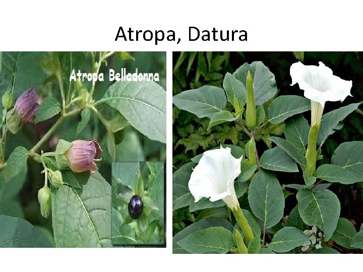 Atropa, Datura 