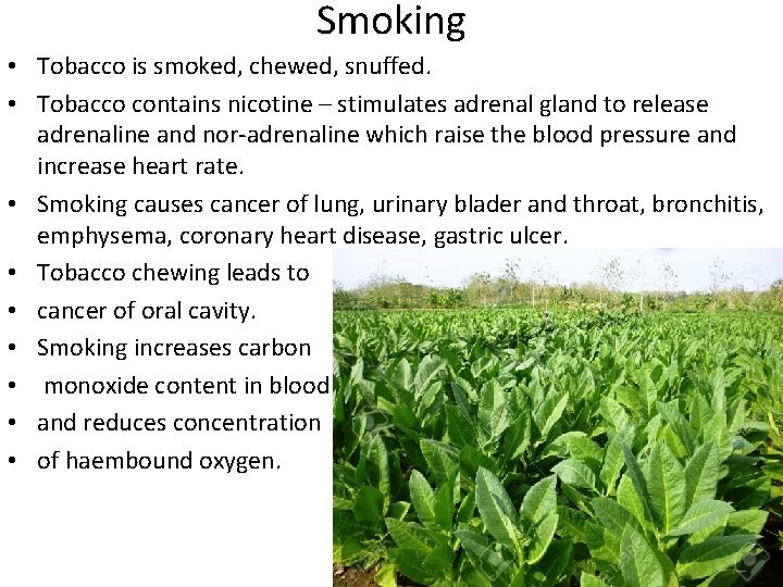 Smoking • Tobacco is smoked, chewed, snuffed. • Tobacco contains nicotine – stimulates adrenal