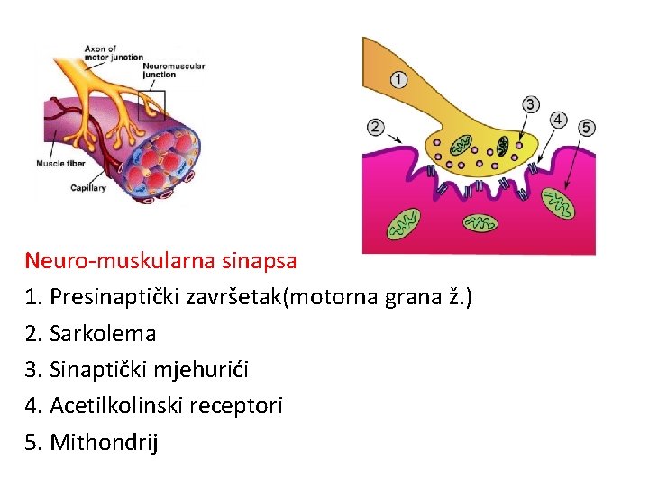 Neuro-muskularna sinapsa 1. Presinaptički završetak(motorna grana ž. ) 2. Sarkolema 3. Sinaptički mjehurići 4.