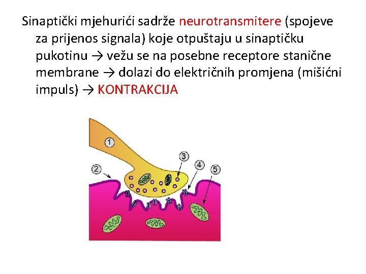 Sinaptički mjehurići sadrže neurotransmitere (spojeve za prijenos signala) koje otpuštaju u sinaptičku pukotinu →