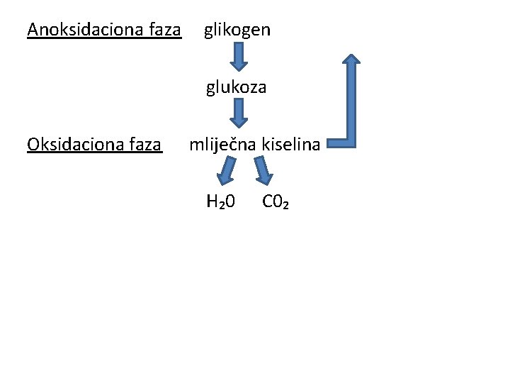 Anoksidaciona faza glikogen glukoza Oksidaciona faza mliječna kiselina H₂0 C 0₂ 