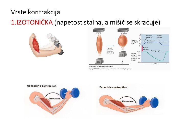 Vrste kontrakcija: 1. IZOTONIČKA (napetost stalna, a mišić se skraćuje) 