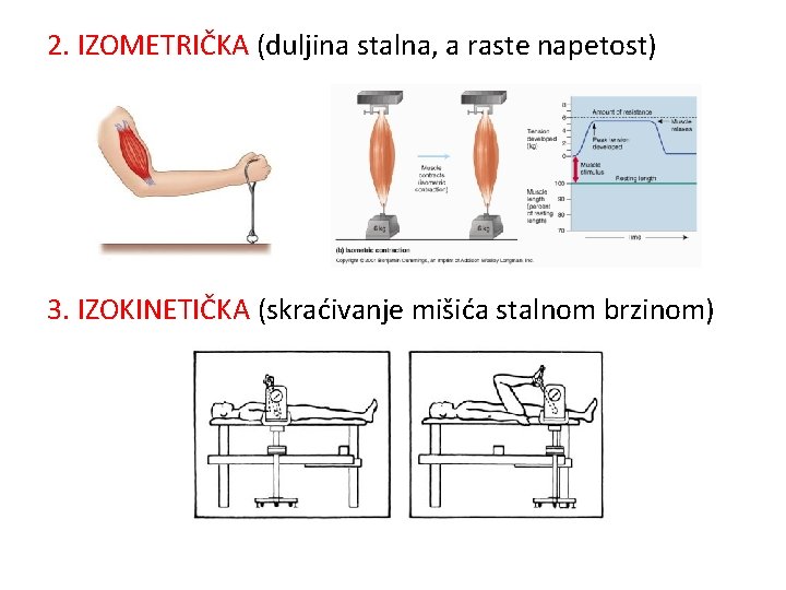 2. IZOMETRIČKA (duljina stalna, a raste napetost) 3. IZOKINETIČKA (skraćivanje mišića stalnom brzinom) 