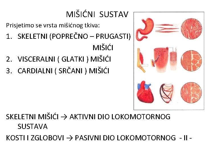MIŠIĆNI SUSTAV Prisjetimo se vrsta mišićnog tkiva: 1. SKELETNI (POPREČNO – PRUGASTI) MIŠIĆI 2.