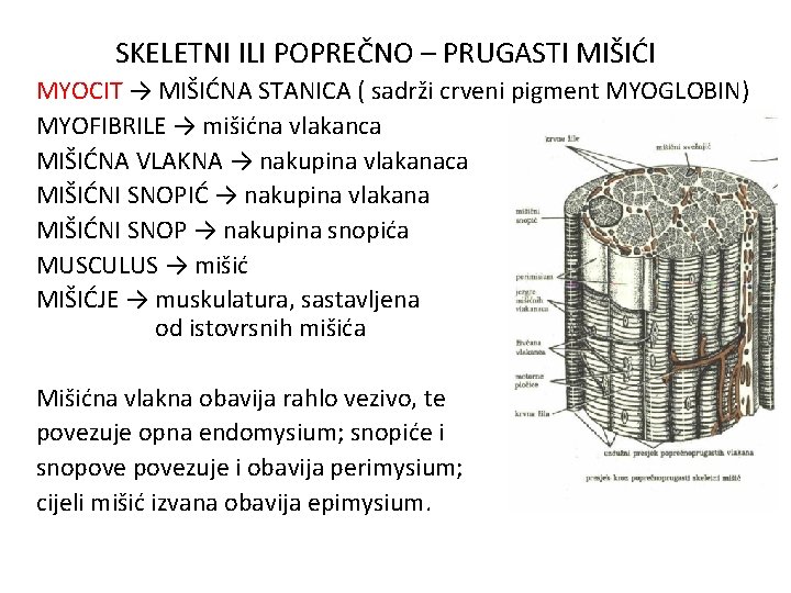 SKELETNI ILI POPREČNO – PRUGASTI MIŠIĆI MYOCIT → MIŠIĆNA STANICA ( sadrži crveni pigment
