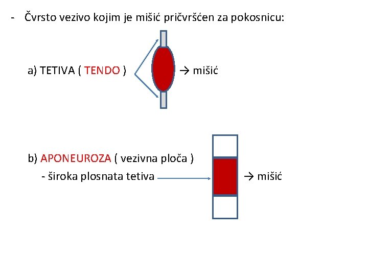 - Čvrsto vezivo kojim je mišić pričvršćen za pokosnicu: a) TETIVA ( TENDO )