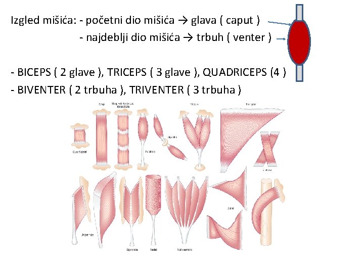 Izgled mišića: - početni dio mišića → glava ( caput ) - najdeblji dio