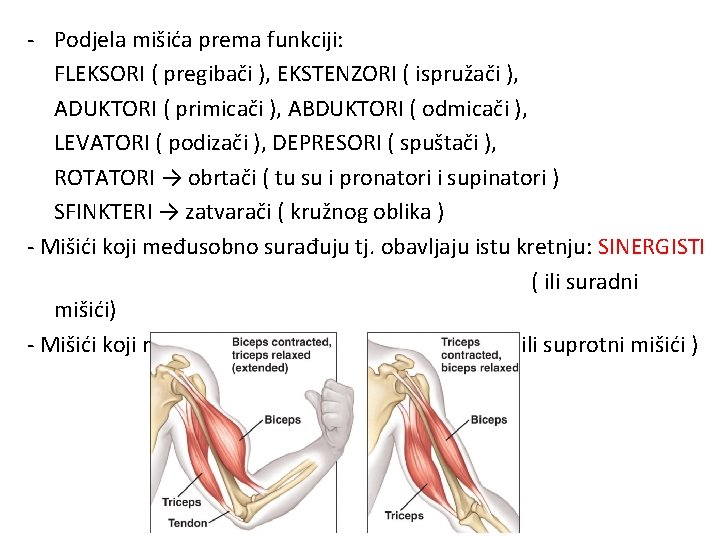 - Podjela mišića prema funkciji: FLEKSORI ( pregibači ), EKSTENZORI ( ispružači ), ADUKTORI