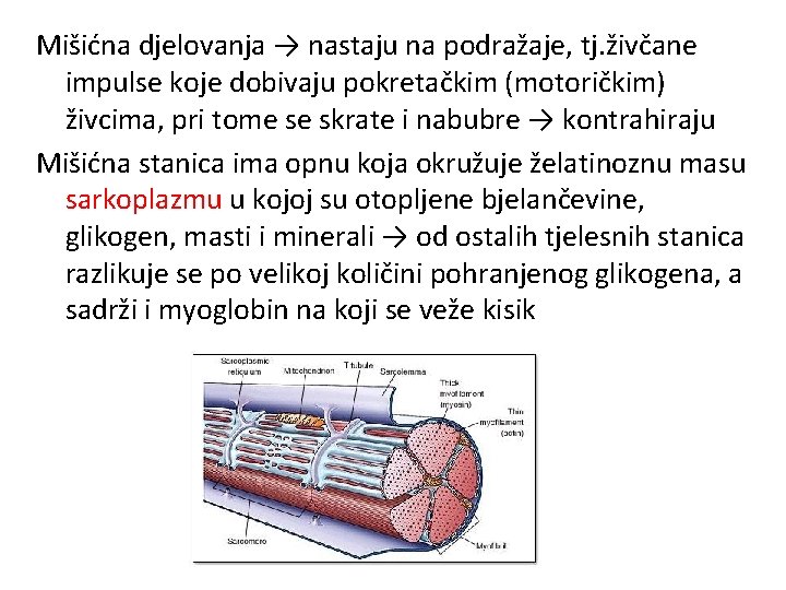 Mišićna djelovanja → nastaju na podražaje, tj. živčane impulse koje dobivaju pokretačkim (motoričkim) živcima,