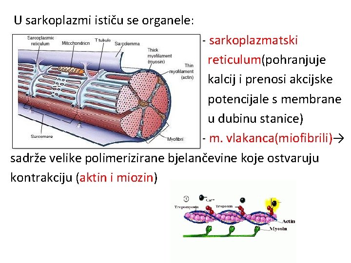 U sarkoplazmi ističu se organele: - sarkoplazmatski reticulum(pohranjuje kalcij i prenosi akcijske potencijale s