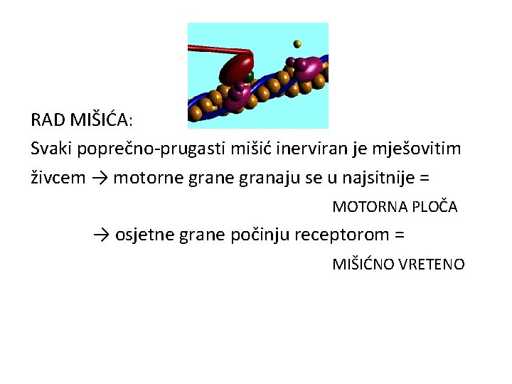 RAD MIŠIĆA: Svaki poprečno-prugasti mišić inerviran je mješovitim živcem → motorne granaju se u