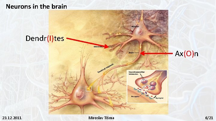 Neurons in the brain Dendr(I)tes Ax(O)n 23. 12. 2011. Miroslav Tišma 6/21 