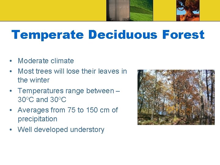 Temperate Deciduous Forest • Moderate climate • Most trees will lose their leaves in