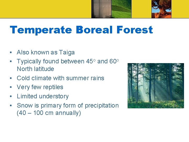Temperate Boreal Forest • Also known as Taiga • Typically found between 45 o
