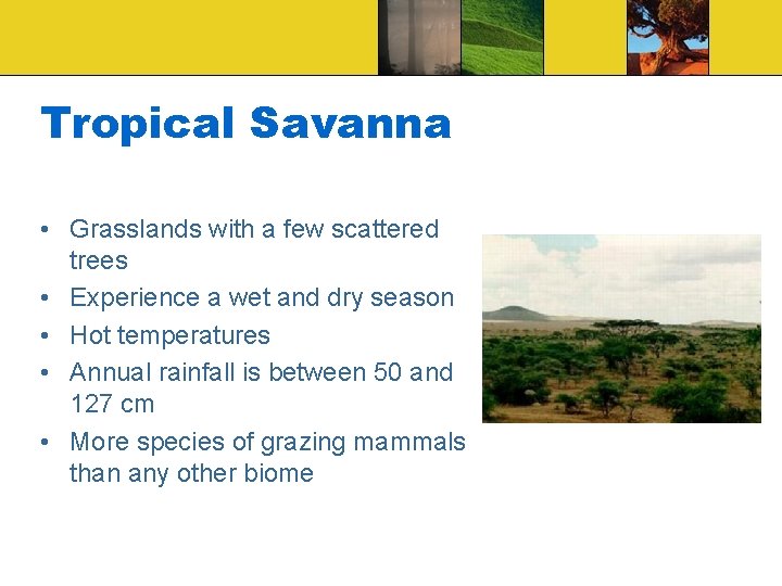Tropical Savanna • Grasslands with a few scattered trees • Experience a wet and