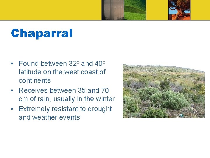 Chaparral • Found between 32 o and 40 o latitude on the west coast