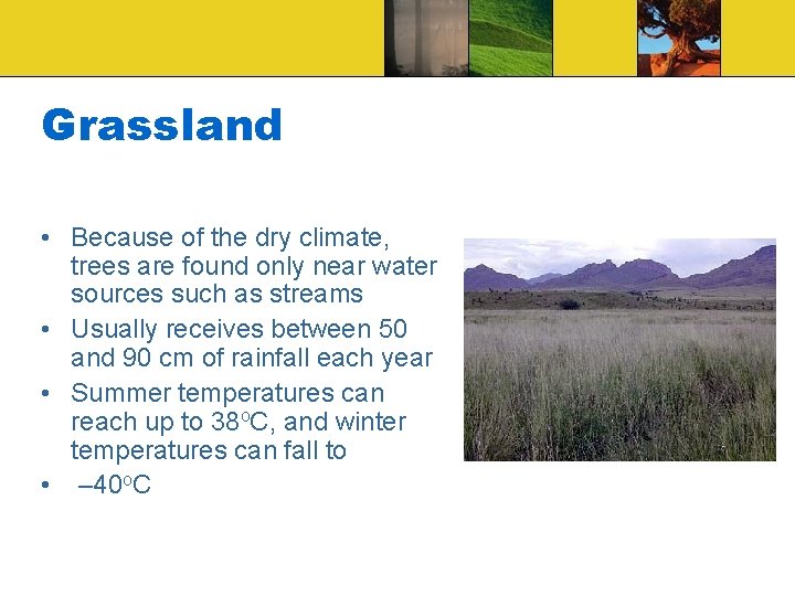 Grassland • Because of the dry climate, trees are found only near water sources