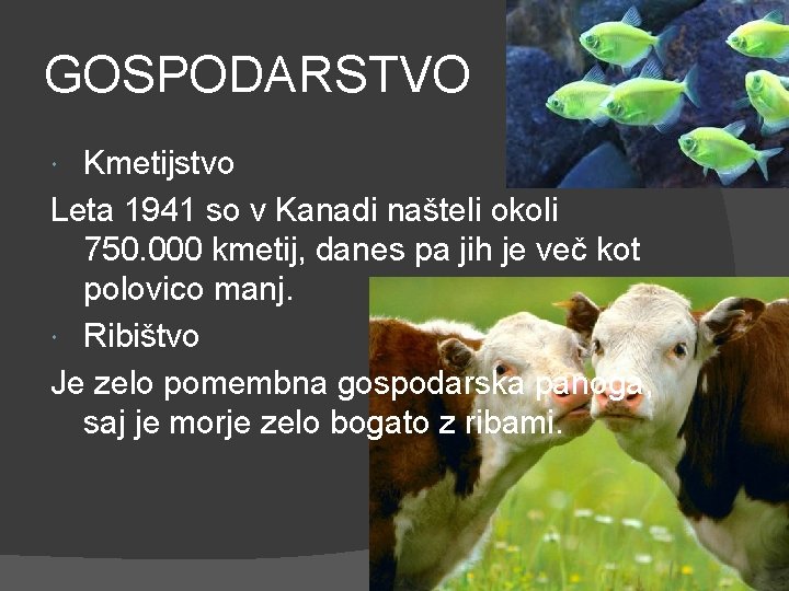 GOSPODARSTVO Kmetijstvo Leta 1941 so v Kanadi našteli okoli 750. 000 kmetij, danes pa