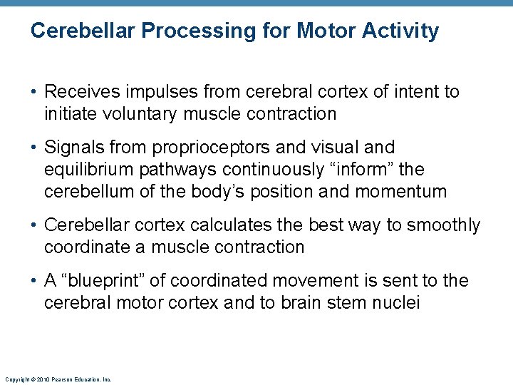 Cerebellar Processing for Motor Activity • Receives impulses from cerebral cortex of intent to