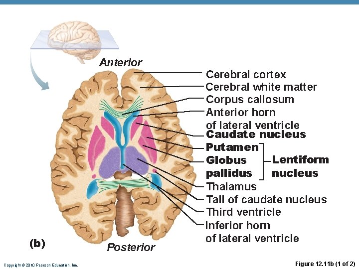 Anterior (b) Copyright © 2010 Pearson Education, Inc. Posterior Cerebral cortex Cerebral white matter