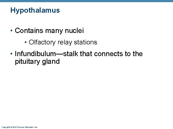 Hypothalamus • Contains many nuclei • Olfactory relay stations • Infundibulum—stalk that connects to