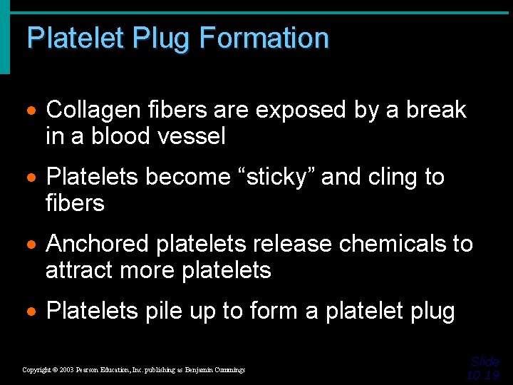 Platelet Plug Formation · Collagen fibers are exposed by a break in a blood