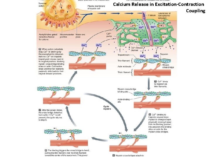 Molecular Basis of Skeletal Muscle Contraction Dr Mohammed