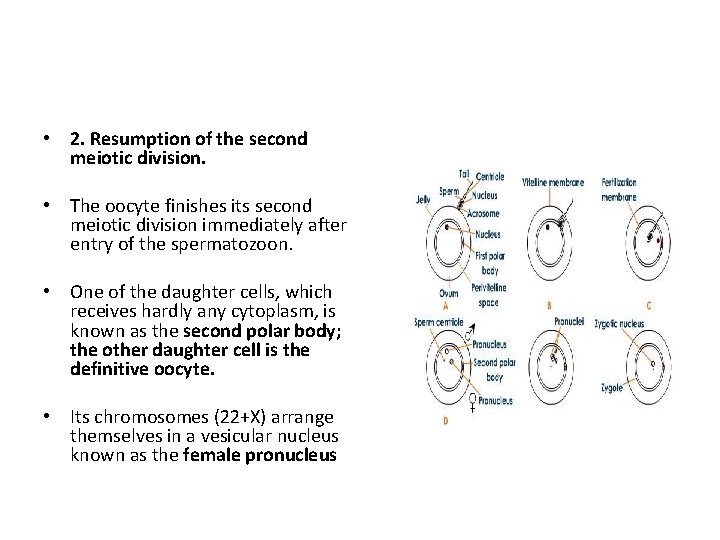  • 2. Resumption of the second meiotic division. • The oocyte finishes its