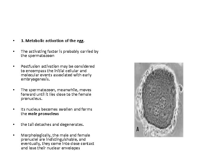  • 3. Metabolic activation of the egg. • The activating factor is probably