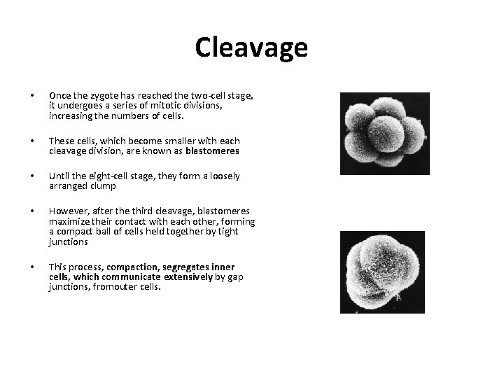 Cleavage • Once the zygote has reached the two-cell stage, it undergoes a series