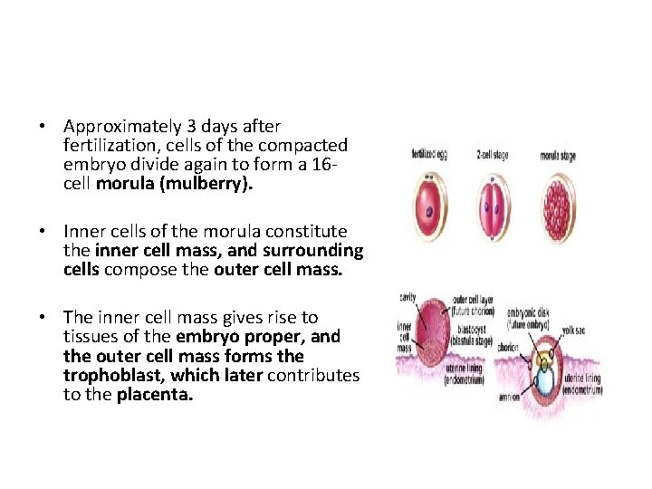  • Approximately 3 days after fertilization, cells of the compacted embryo divide again