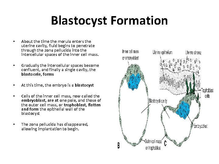 Blastocyst Formation • About the time the morula enters the uterine cavity, fluid begins