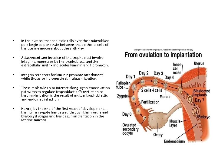  • In the human, trophoblastic cells over the embryoblast pole begin to penetrate