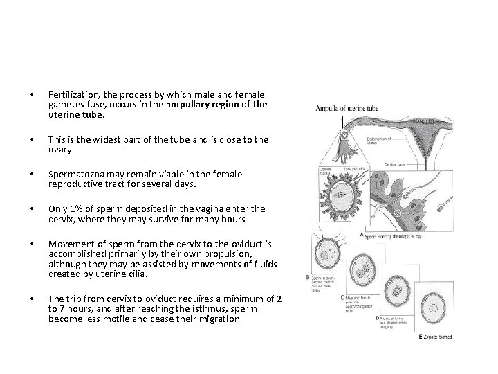  • Fertilization, the process by which male and female gametes fuse, occurs in