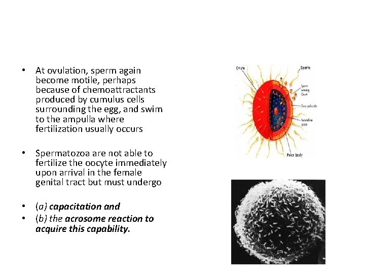  • At ovulation, sperm again become motile, perhaps because of chemoattractants produced by