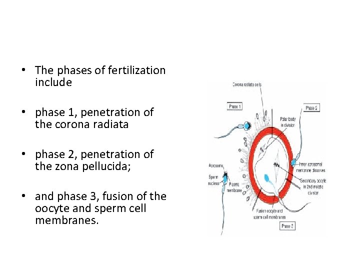  • The phases of fertilization include • phase 1, penetration of the corona