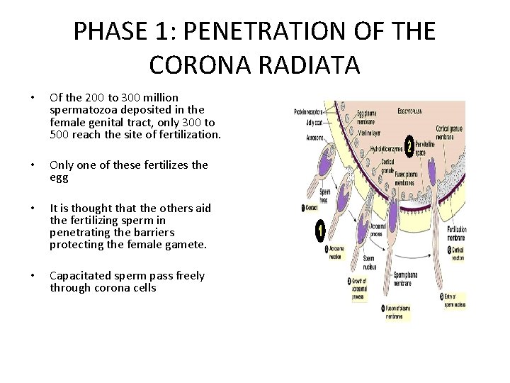 PHASE 1: PENETRATION OF THE CORONA RADIATA • Of the 200 to 300 million