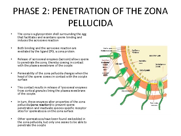 PHASE 2: PENETRATION OF THE ZONA PELLUCIDA • The zona is a glycoprotein shell