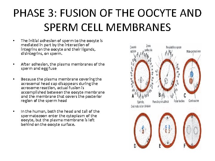 PHASE 3: FUSION OF THE OOCYTE AND SPERM CELL MEMBRANES • The initial adhesion
