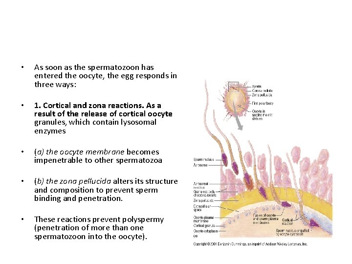  • As soon as the spermatozoon has entered the oocyte, the egg responds