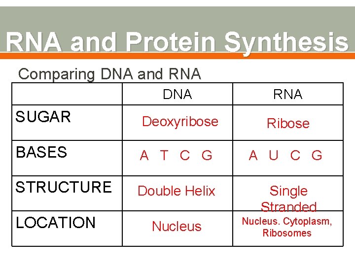 RNA and Protein Synthesis Comparing DNA and RNA DNA RNA SUGAR Deoxyribose Ribose BASES