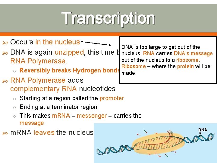 Transcription Occurs in the nucleus DNA is too large to get out of the