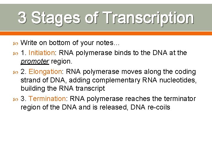 3 Stages of Transcription Write on bottom of your notes… 1. Initiation: RNA polymerase