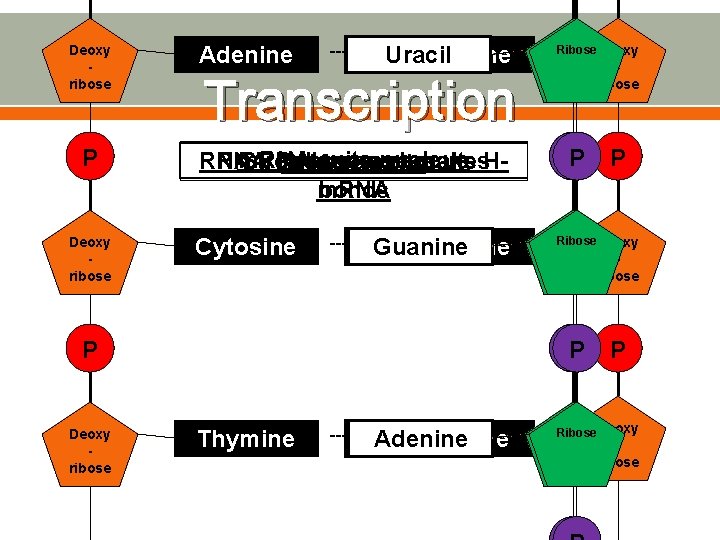 Deoxy ribose P Deoxy ribose Adenine ---H--- Thymine Uracil ribose Transcription m. RNA exits